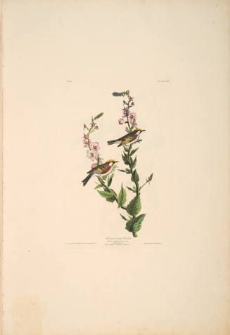 The Birds of America, Plate #59: "Chestnut-sided Warbler"