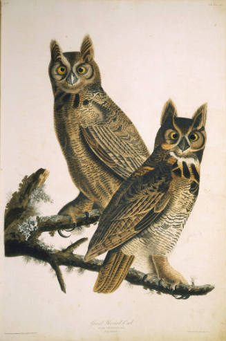 The Birds of America, Plate #61: "Great Horned Owl"