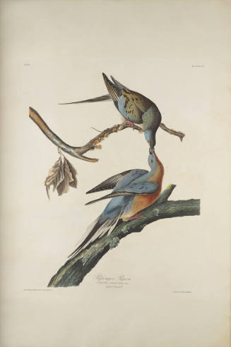 The Birds of America, Plate #62: "Passenger Pigeon"