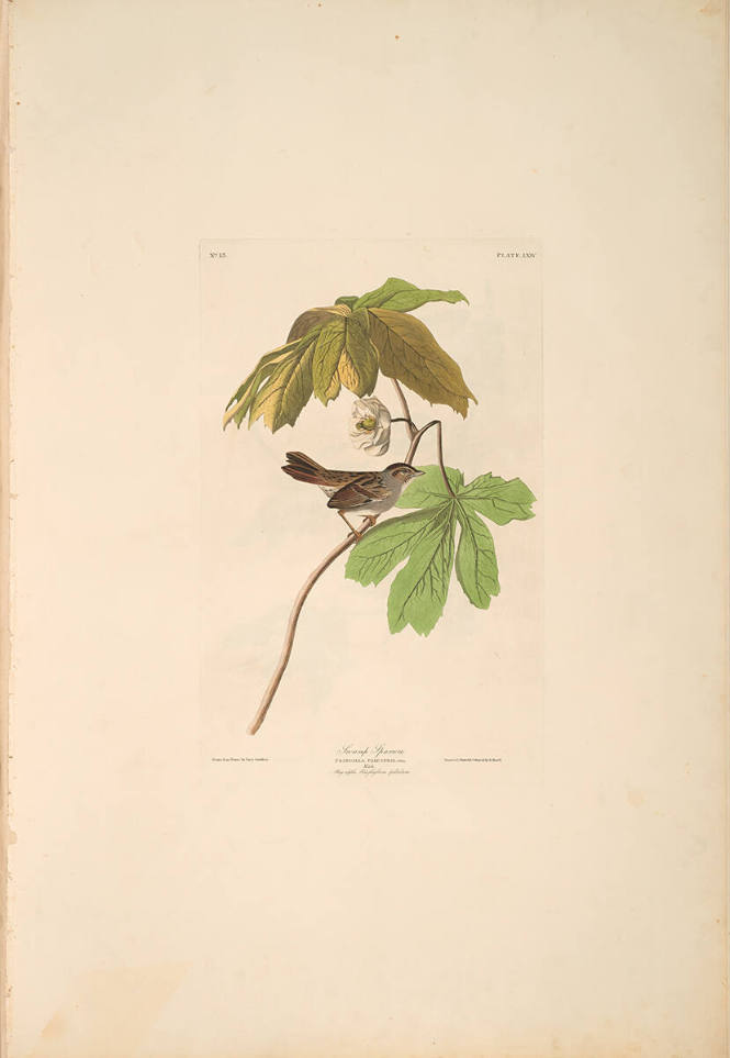 The Birds of America, Plate #64: "Swamp Sparrow"