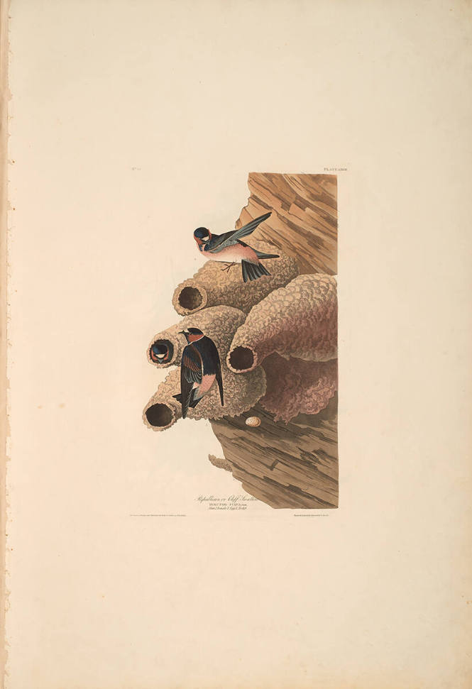 The Birds of America, Plate #68: "Republican Cliff Swallow"