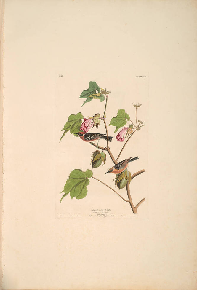 The Birds of America, Plate #69: "Bay-breasted Warbler"