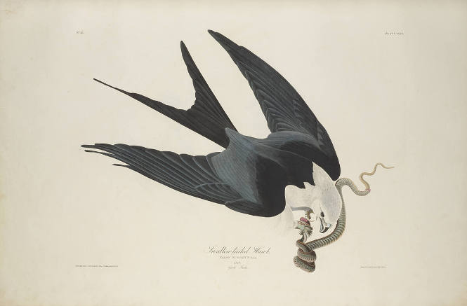 The Birds of America, Plate #72: "Swallow-tailed Hawk"