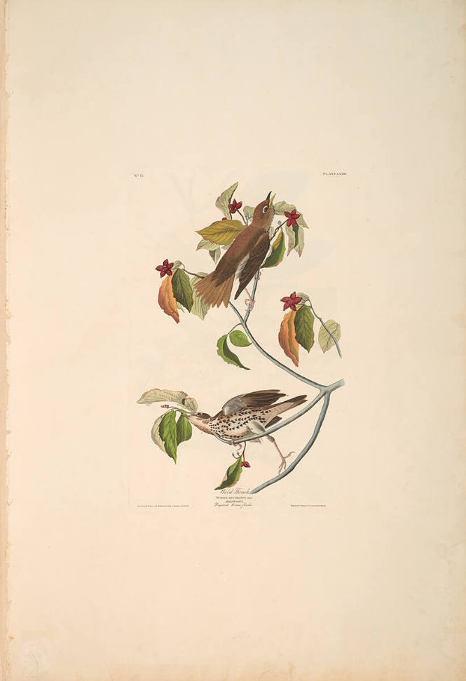 The Birds of America, Plate #73: "Wood Thrush"