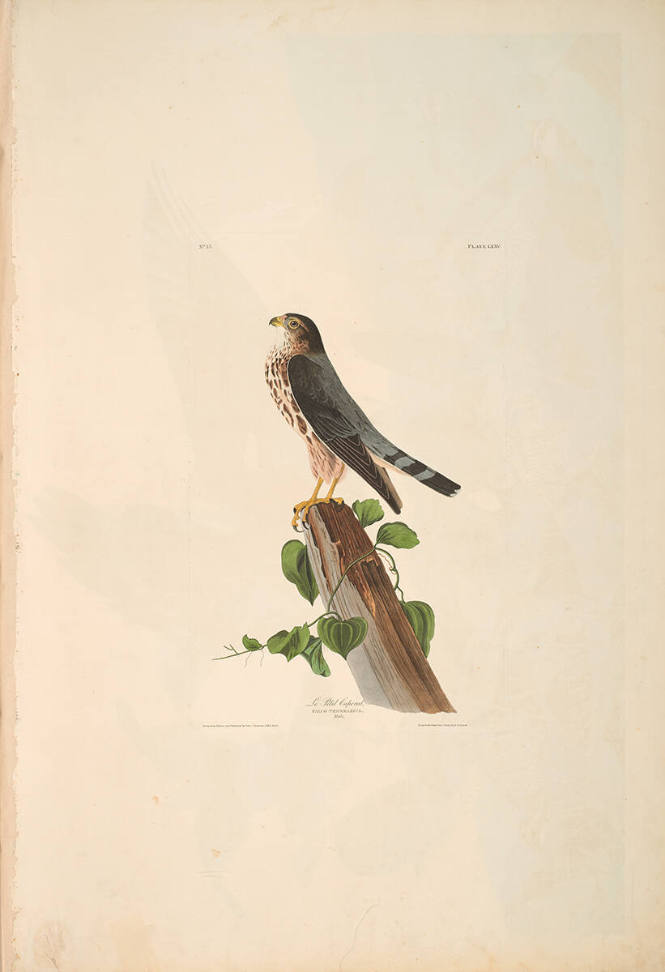 The Birds of America, Plate #75: "Le Petit Caporal"