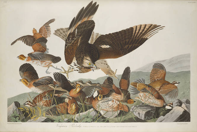 The Birds of America, Plate #76: "Virginian Partridge"