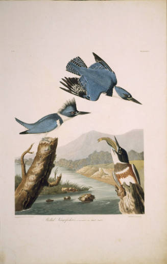 The Birds of America, Plate #77: "Belted Kingsfisher"