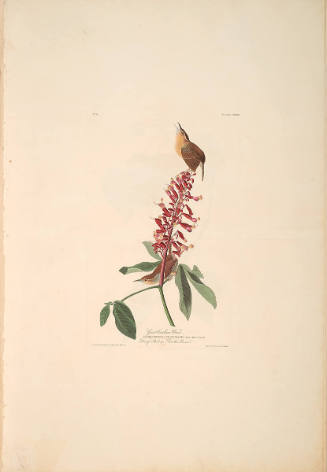 The Birds of America, Plate #78: "Great Carolina Wren"