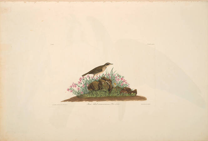 The Birds of America, Plate #80: "Prairie Titlark"