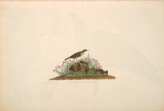 The Birds of America, Plate #80: "Prairie Titlark"