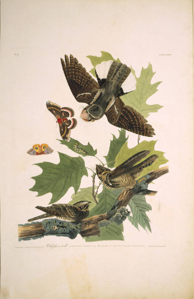 The Birds of America, Plate #82: "Whip-poor-will"