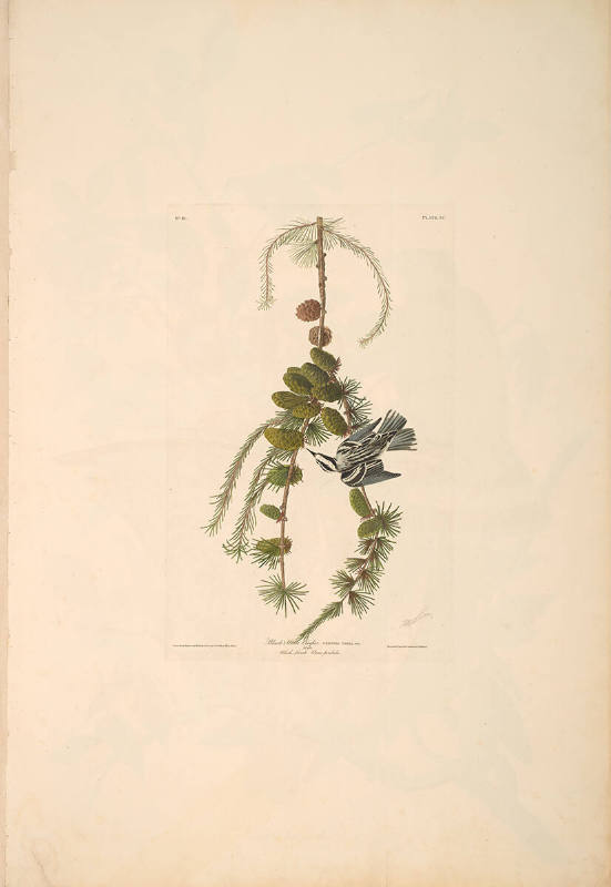 The Birds of America, Plate #90: "Black and White Creeper"