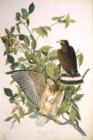 The Birds of America, Plate #91: "Broad-winged Hawk"