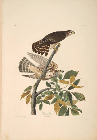 The Birds of America, Plate #92: "Pigeon Hawk"