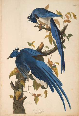 The Birds of America, Plate #96: "Columbia Jay"