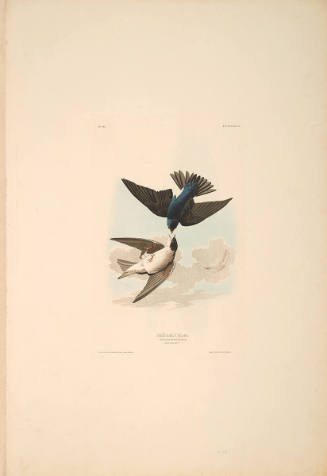 The Birds of America, Plate #98: "Green-blue, or White-bellied Swallow"