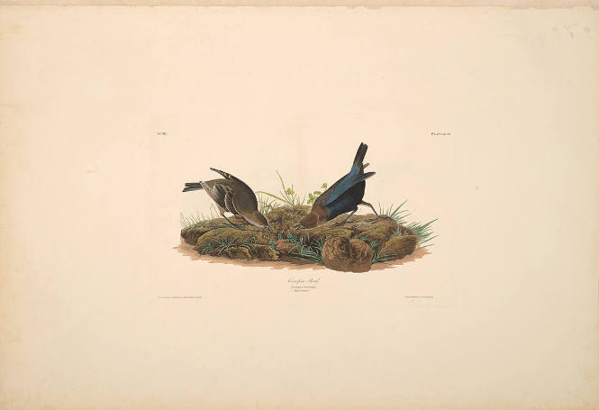 The Birds of America, Plate #99: "Cowper Bird"