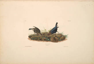 The Birds of America, Plate #99: "Cowper Bird"