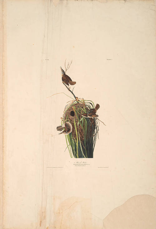 The Birds of America, Plate #100: "Marsh Wren"