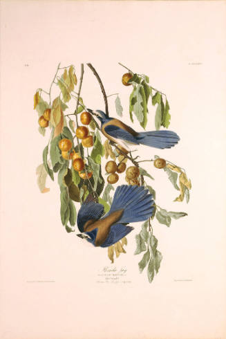 The Birds of America, Plate #87: "Florida Jay"