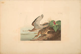 The Birds of America, Plate #303: "Bartram Sandpiper"