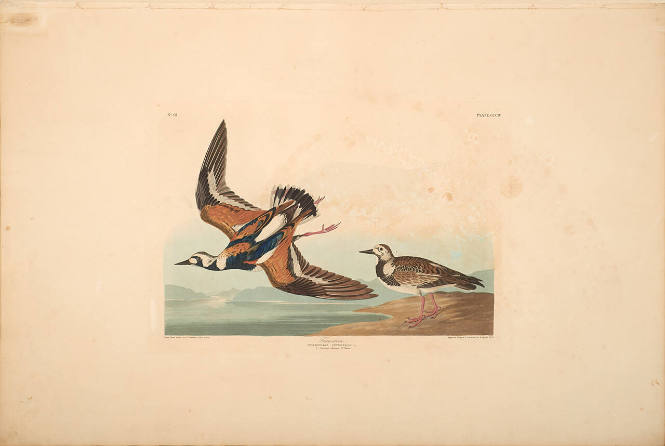 The Birds of America, Plate #304: "Turn-stone"