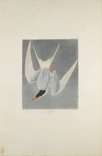 The Birds of America, Plate #309: "Great Tern"