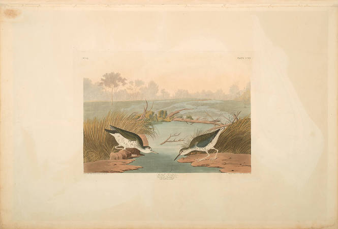 The Birds of America, Plate #310: "Spotted Sandpiper"