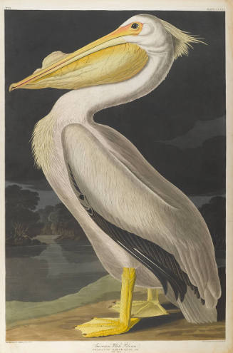 The Birds of America, Plate #311: "American White Pelican"