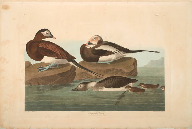 The Birds of America, Plate #312: "Long-tailed Duck"