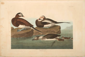 The Birds of America, Plate #312: "Long-tailed Duck"