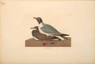 The Birds of America, Plate #314: "Black-headed Gull"