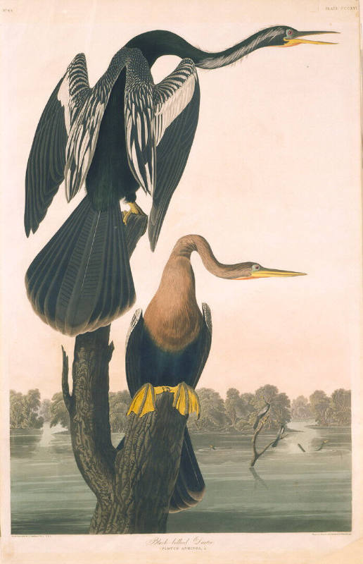 The Birds of America, Plate #316: "Black-bellied Darter"