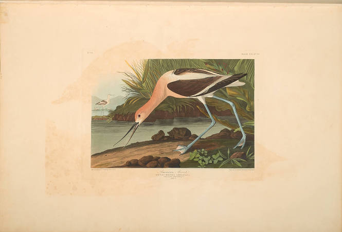 The Birds of America, Plate #318: "American Avocet"