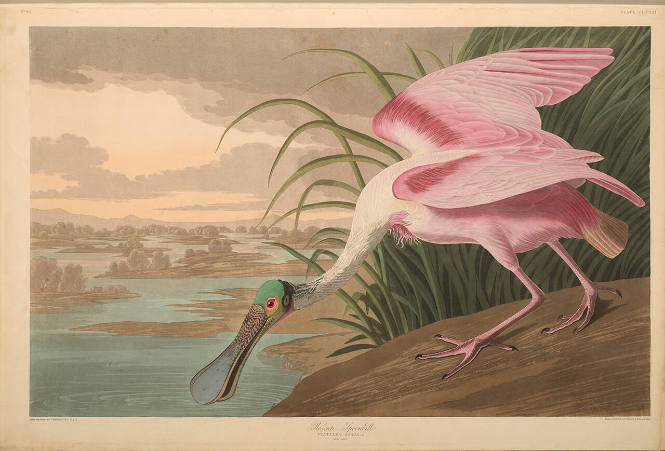 The Birds of America, Plate #321: "Roseate Spoonbill"