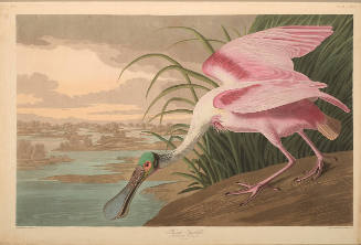 The Birds of America, Plate #321: "Roseate Spoonbill"