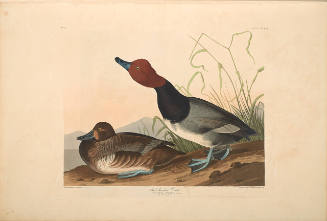 The Birds of America, Plate #322: "Red-headed Duck"