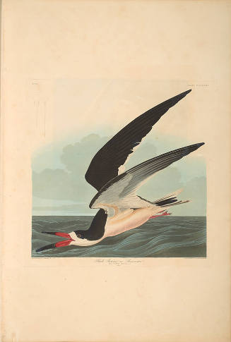 The Birds of America, Plate #323: "Black Skimmer or Shearwater"