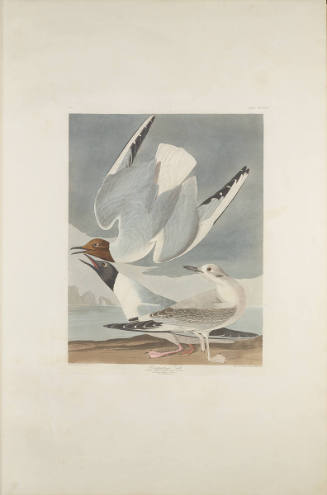 The Birds of America, Plate #324: "Bonapartian Gull"