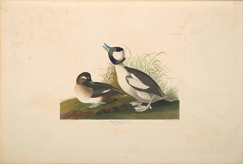 The Birds of America, Plate #325: "Buffel-headed Duck"