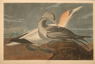 The Birds of America, Plate #326: "Gannet"