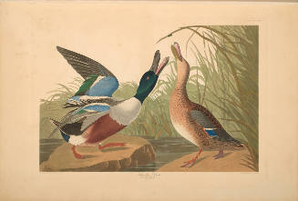 The Birds of America, Plate #327: "Shoveller Duck"