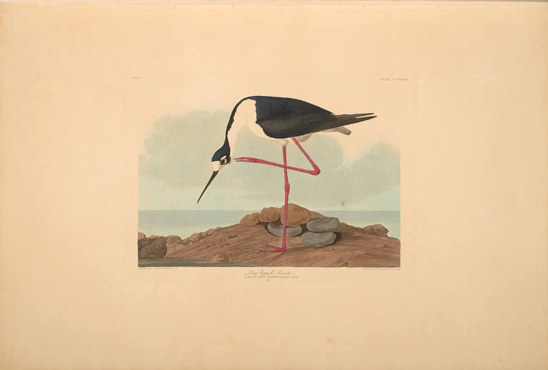 The Birds of America, Plate #328: "Long-legged Avocet"