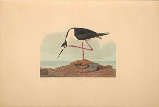 The Birds of America, Plate #328: "Long-legged Avocet"