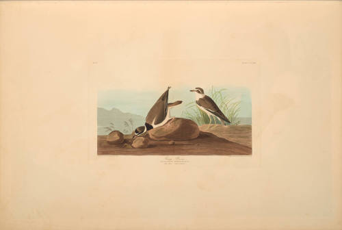 The Birds of America, Plate #330: "Ring Plover"