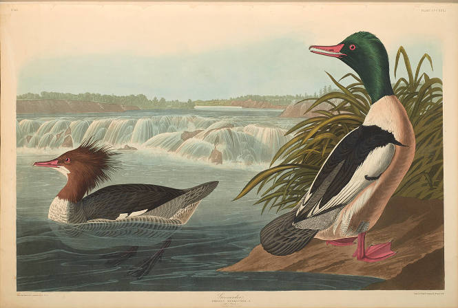 The Birds of America, Plate #331: "Goosander"