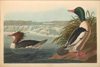 The Birds of America, Plate #331: "Goosander"