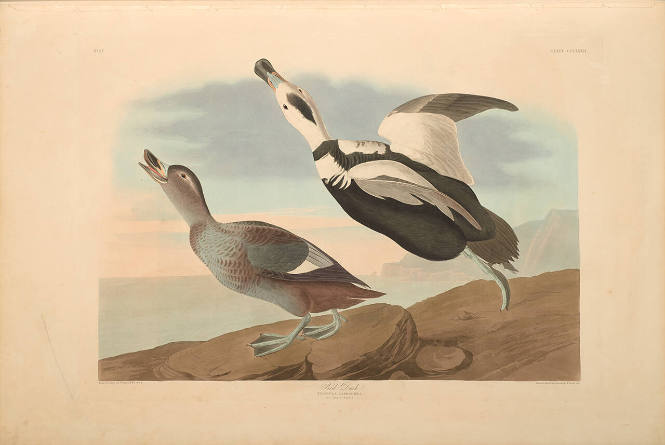 The Birds of America, Plate #332: "Pied Duck"