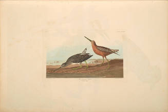 The Birds of America, Plate #335: "Red-breasted Snipe"