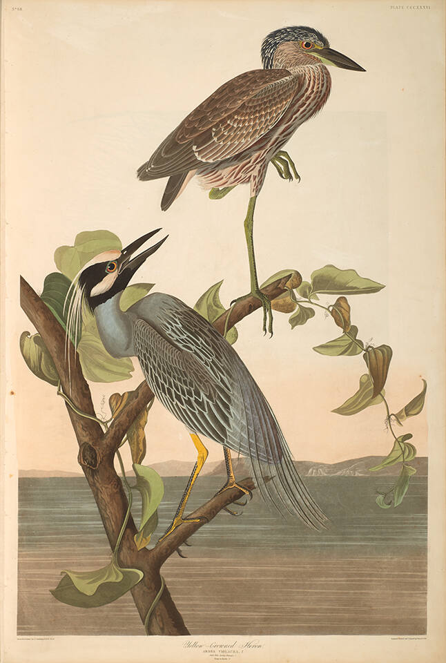 The Birds of America, Plate #336: "Yellow-crowned Heron"